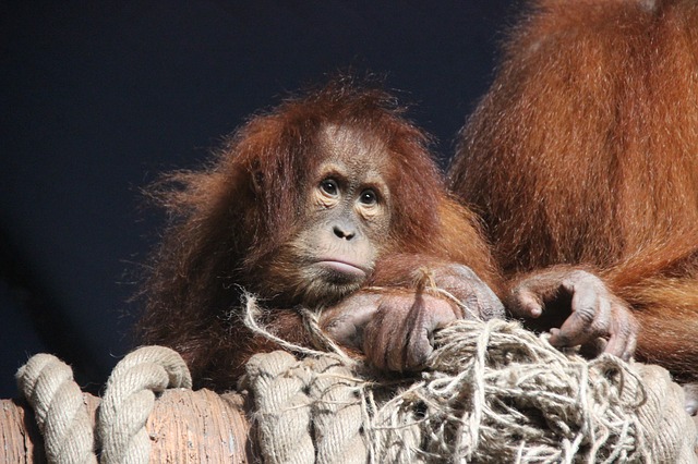 orangutan v zoo